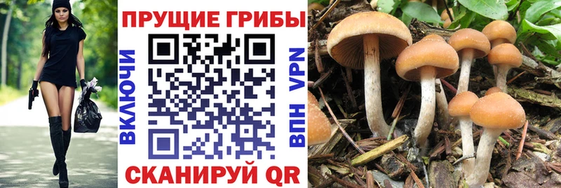 Псилоцибиновые грибы Psilocybe  где купить наркотик  Первомайск 